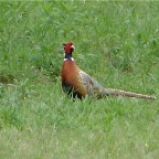 DSC05874.JPG