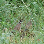 DSC01529.JPG