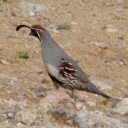 DSC03700.JPG