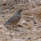 DSC03707.JPG