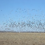 Geese in flight