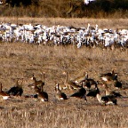 DSC04235.JPG