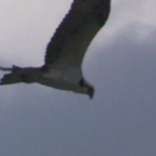Osprey1