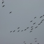 Sandhill Cranes