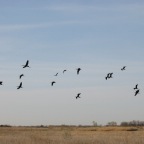 Ibises