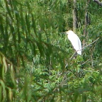 Snowy Egret