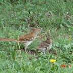 DSC01468.JPG