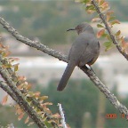 Curve-billed Thrasher