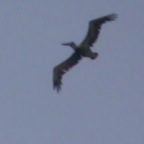 Brown Pelican