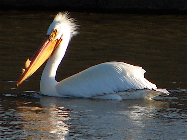 Loading Image