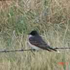 DSC01070.JPG