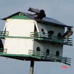 DSC00897.JPG