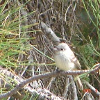 DSC02375.JPG
