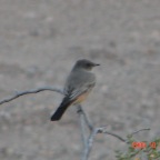 Say's Phebe (A lifer!)