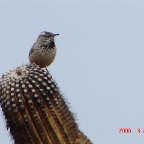 Cactus Wren.JPG