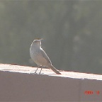 Another Rock Wren