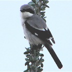 Loggerhead Shrike