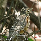 DSC01753.JPG