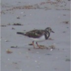 Ruddy Turnstone2
