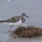 Ruddy Turnstone