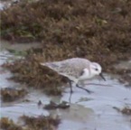 Sanderling2