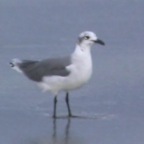 Laughing gull