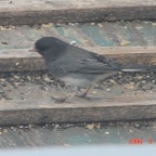DSC00531.JPG