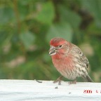 DSC01016.JPG