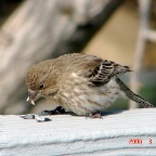 DSC00588.JPG
