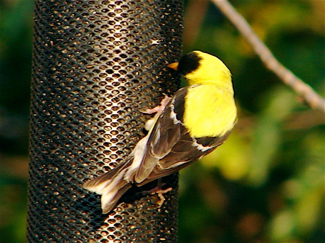 Loading Image