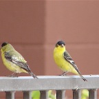 Lesser Goldfinches