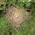 Cardinal Egg