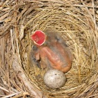 Bady cardinal