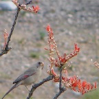 DSC03726.JPG
