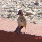 Brown Towhee