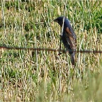 DSC05892.JPG